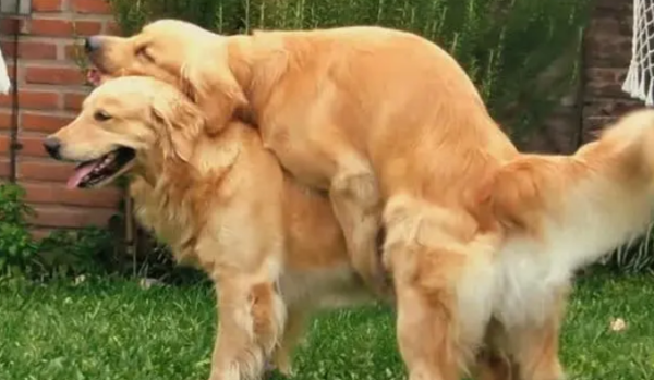 How do dogs mate? Dog breeding instructions!