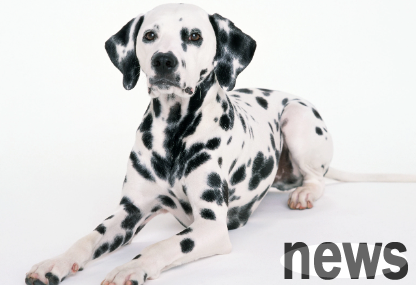 How to supplement calcium deficiency in spotted dogs? Come and find out