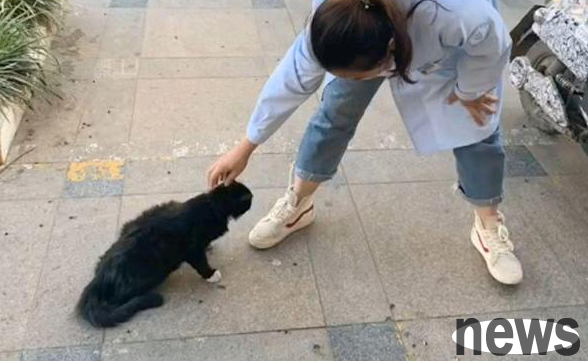 The kitten went to the pet hospital to ask for food, but was sterilized on the spot. He wanted to make a living but got a 