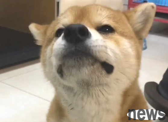 Shiba Inu is stewed in a pot by its owner. After smelling the burning smell, the dog’s reaction makes people laugh!